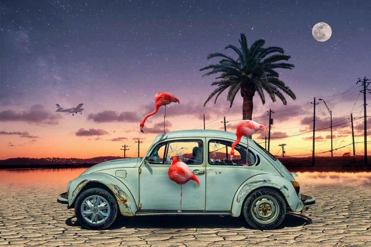 Flamingos Ate My Car