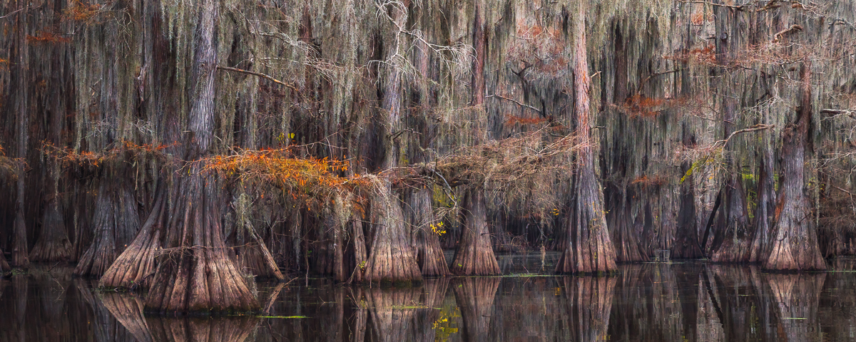 Fall in the Bayou