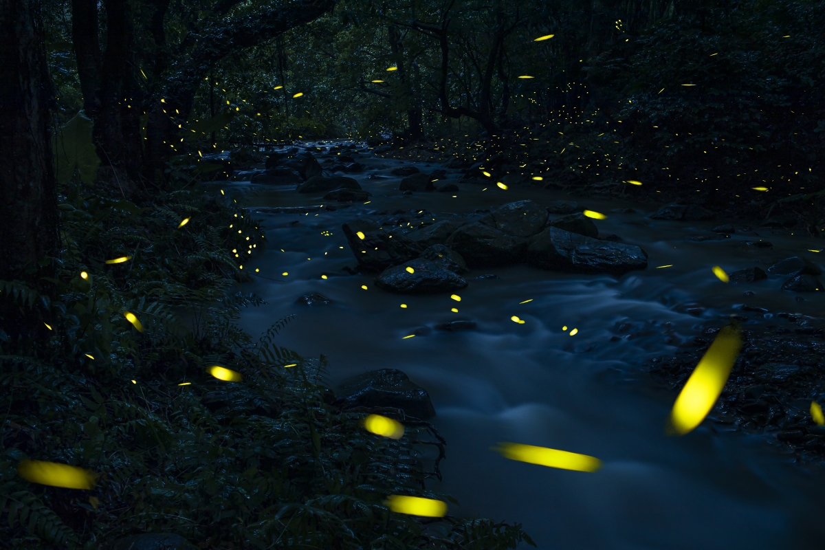 glowworm