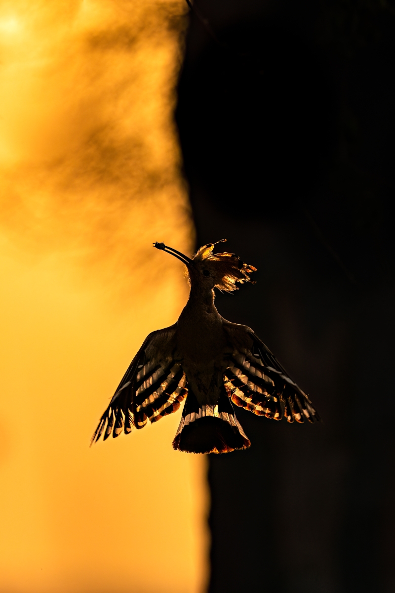 Dawn's Whispers: Graceful Hoopoe Silhouette at Sunrise
