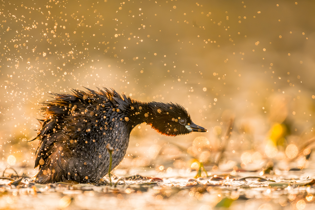 little grebe