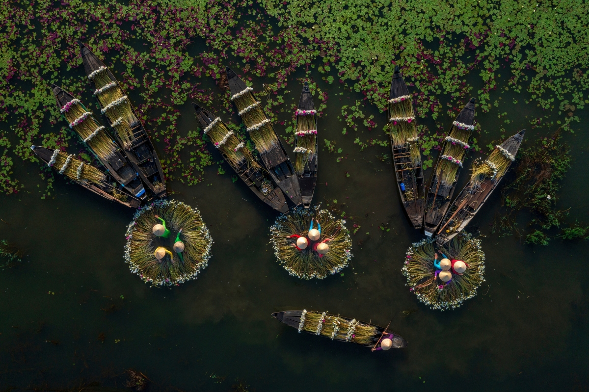 Collecting Waterlilies