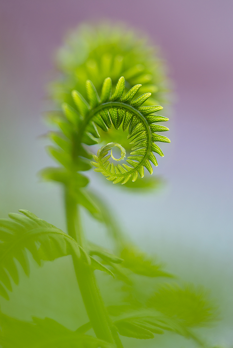 Fern Spiral