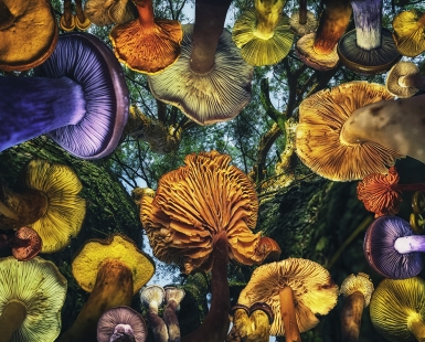 When mushrooms were big.