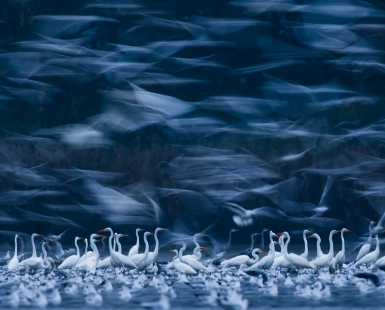 Phantoms of the morning