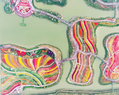 Sea of flowers on wetland