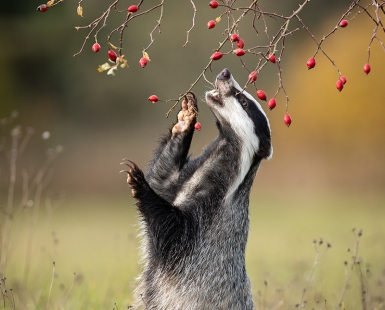 Gather The Rosebuds While Ye May