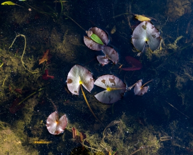 Water lilies