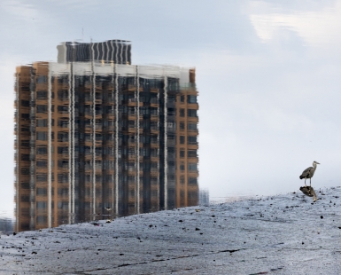 Habitats for Migratory birds