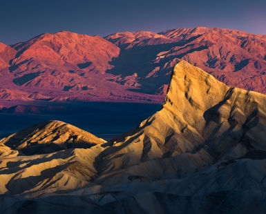 The golden rocky shark