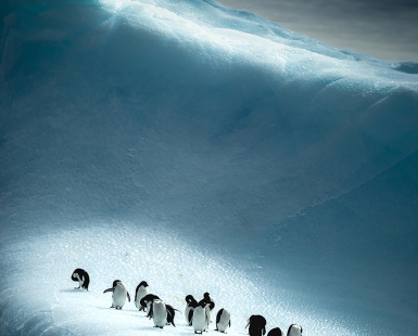 Adelie Penguins