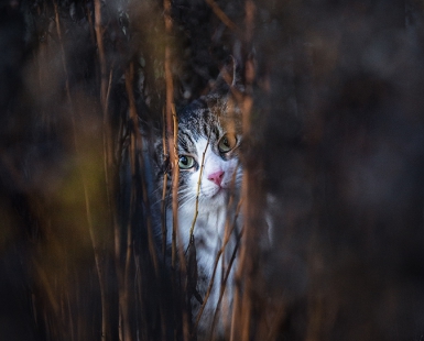 Into the marguerites
