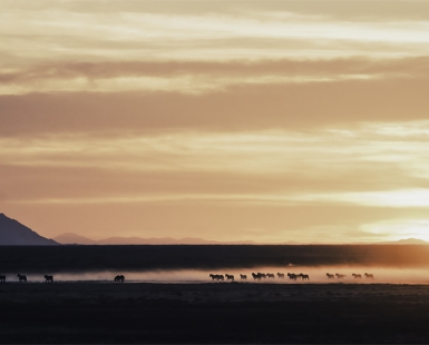 Dance of the Mustangs