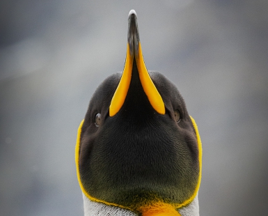 Chromatic Attraction