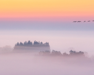 autumn morning with bird migration