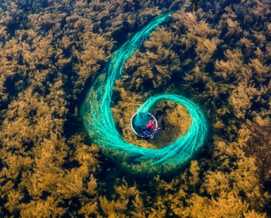 Finned nets to catch squid