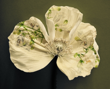 Papaver Vaux Walcott