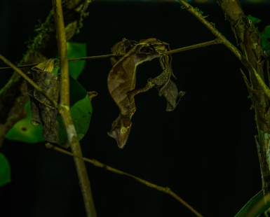 Satanic Leaf Tailed Gecko