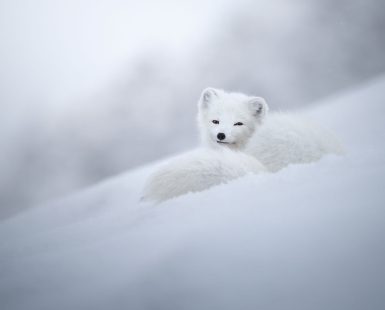 Divine beauty of an arctic fox
