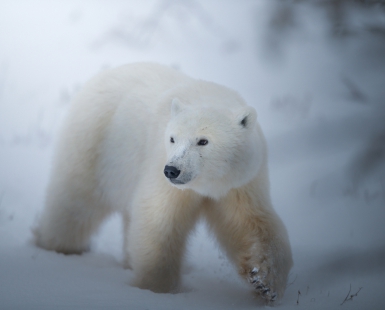 His Majesty the Polar Bear