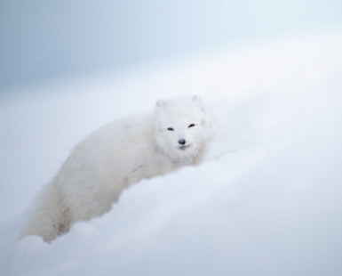 Arctic Fox, the ice queen