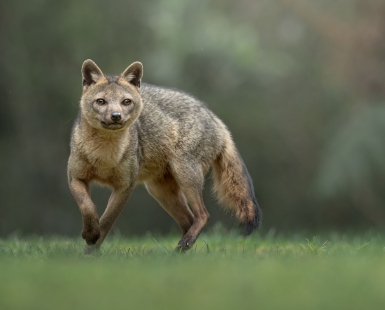 Crab-eating Fox from Colombia