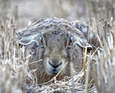 Hare Lying Down