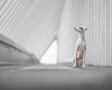 Guardian Of The Bifrost Bridge