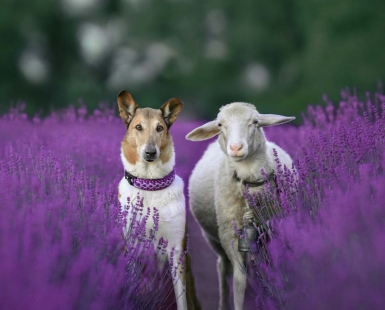 Shepherd and his sheep