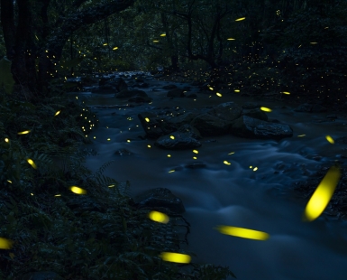 glowworm