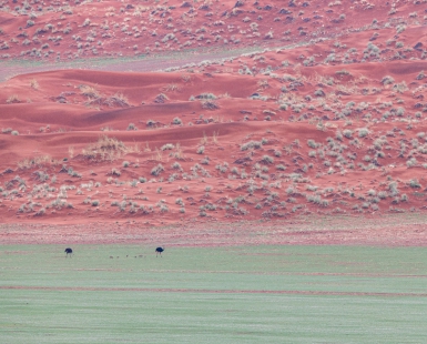 Family Trip in the Namib