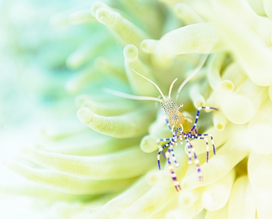 Spotted Cleaner Shrimp, Periclimenes yucatanicus. Curaçao, Lesser Antilles, Caribbean.