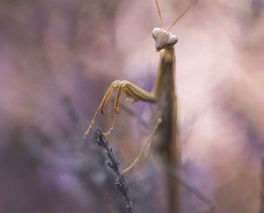 Mantis Religiosa