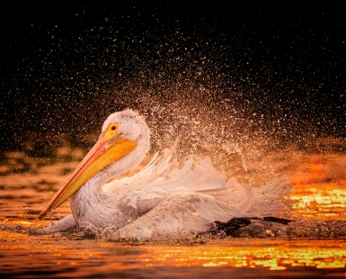 Phoenix from the Flame