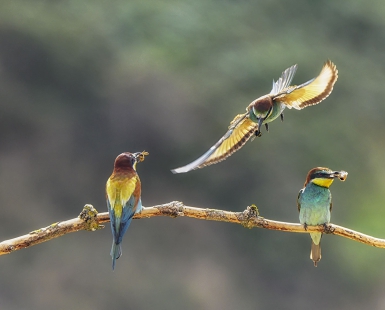 Żołny (Merops apiaster)
