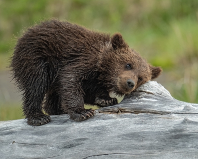 Brown Bear Cub
