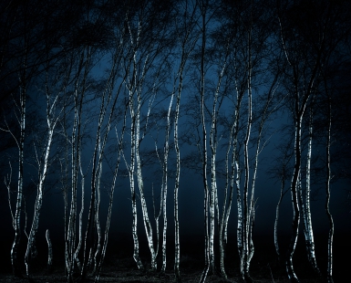Mystic Birches