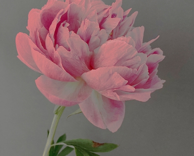 By itself | my head bows |... PEONY! - after Ogawa Kazumasa