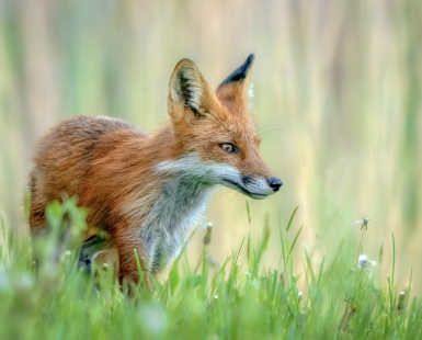 Red Fox at Golden Hour 