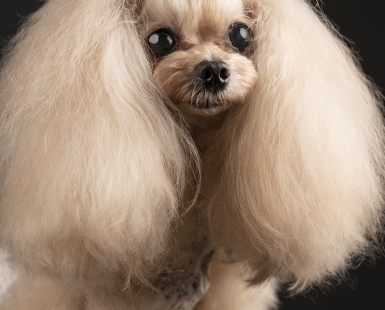 Healthy and Shiny Coat