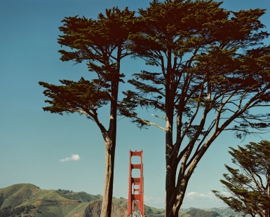 Golden Gate Bridge and Cypress Trees