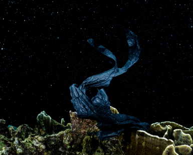 Modern Rabbit underwater