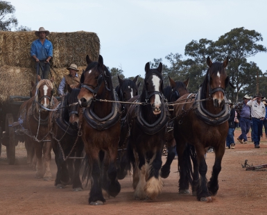 Barellan Clydesdales 2022