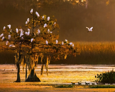 This Land is Your Land