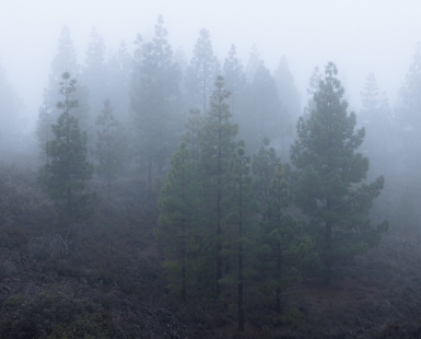 Trees in the Fog