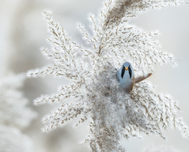 Bearded Reedling