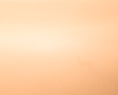 “heavenly light“