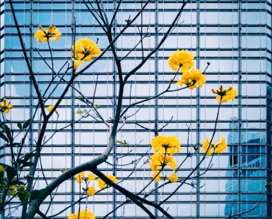 Yellow Flower, Blue Curtain Wall