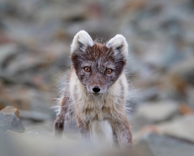 Springtime eartips between rocks