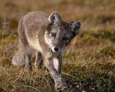 On silent paws under the summer sun